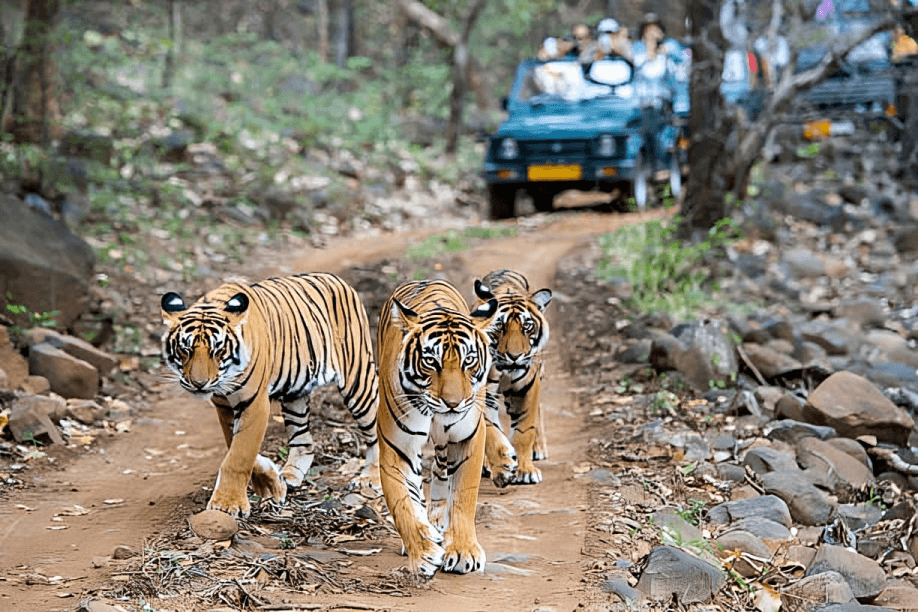 Tiger Safari Adventure