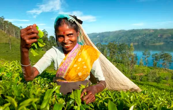 Sri Lanka Tea Farming